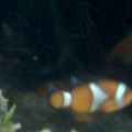 070911 221607