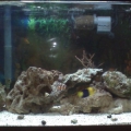Added more live rock