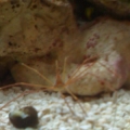 Arrow Crab, that I found out later is a NO NO in reef tanks!