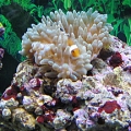 My clown enjoying itself