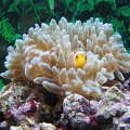 My clown enjoying itself