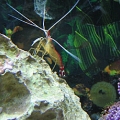Cleaning Shrimp
