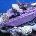 Attack of the hermit crabs!  I don't know what was on that tank, but they sure liked it...
