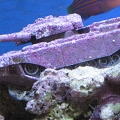 I went to buy a new goby and ended up with a TANK