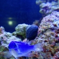 picture of blue damsel and snail
there is two damsels you will just have to trust me lol 
i couldnt get them to stop moving