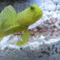 New goby and "old" shrimp