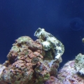 scooter next to my shroom