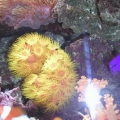 Sun OC BT DFish 01 5 2008