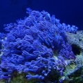 purple xenia