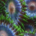 nice close up shot