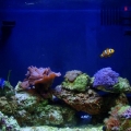 full tank shot
