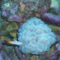 Bubble coral with Fire fish