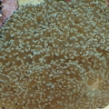 Euphilia- Frogspawn