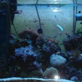 70 gal tank