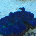Crotia clam..