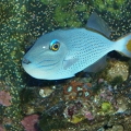 Fred ... Sargassum Trigger
