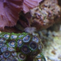 tube worm