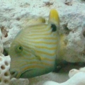Undulate (Small)