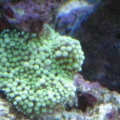 green ric