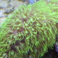 starburst