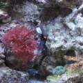 Tank other half