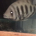 how is this rare fish so big and how long has his owner had'em