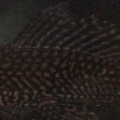 great close up