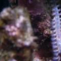 bristlesting 005