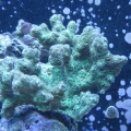 coral 001