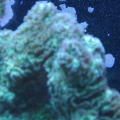 coral 002