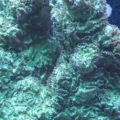 coral 004