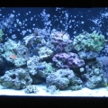tank pics 2 012