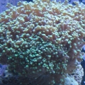 tank pics 2 010