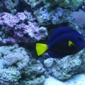 tank pics 2 013