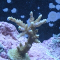 tank pics 2 006