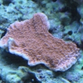 tank pics 2 009