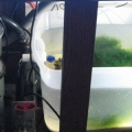 sump and refugium,asm g2,mag 12