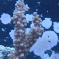 tank pics 2 007