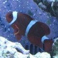 tank pics 2 011