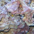 Is that a coral I see, Its nice getting a freebie when you buy rock! 

-Can someone identify it for me?