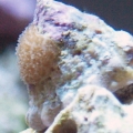 Porites on mah snail