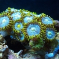 greenlip