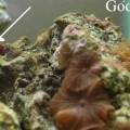 2 corals? these just grew off the rock :S