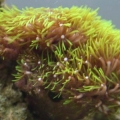 Green Coral what kind is it?