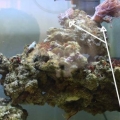 2 tree like corals, not sure what kind are they?