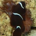 Maroon Clown smothers anemone constantly. Anyone know what kind of anemone it is?