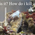 The Red Stuff keeps spreading throughout my tank :( What is it and how do i murder it? (if its bad stuff)
