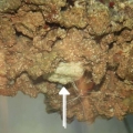 White Blob? i dont know what it is but it hitchhiked on the rock!