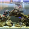 Fish Tank Front Photo