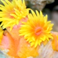 Sun Polyps Frag